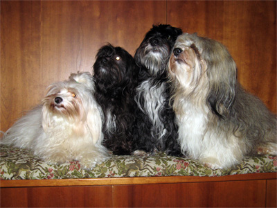 Und nun noch mal nur die Hunde - ohne Filou