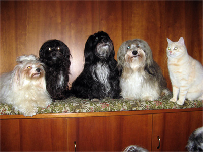 Alle Hunde noch mal mit Kater